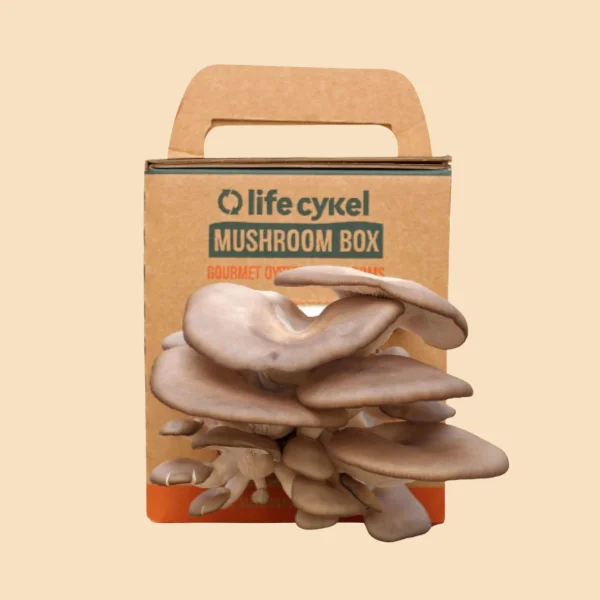 Custom Mushroom boxes