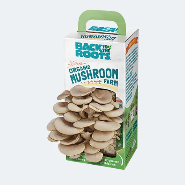 Custom Mushroom boxes