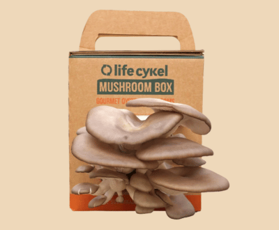 Mushroom_Boxes_Wholesale_with_logo_-_Packaging_Forest_LLC.png6