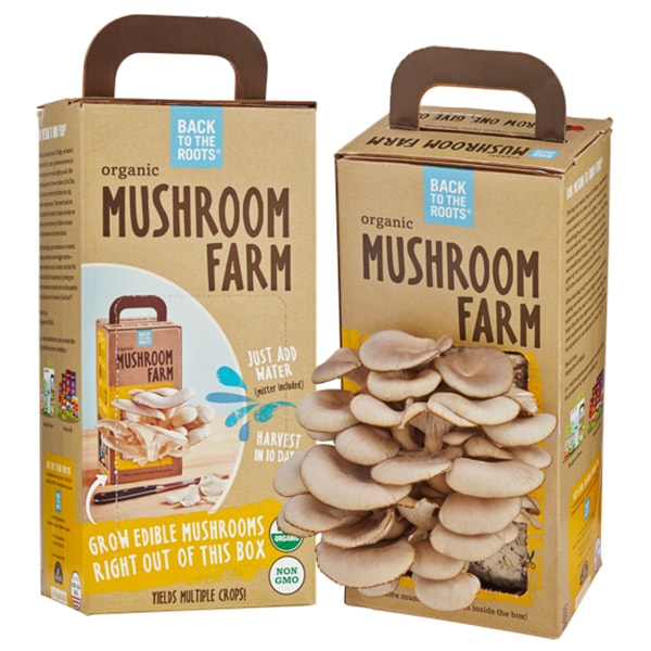Custom Mushroom Packaging boxes